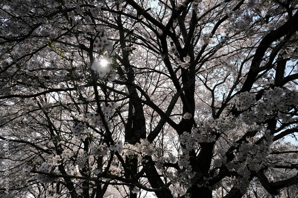 桜 桜