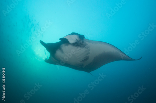 Oceanic Manta Ray (Manta birostris) 