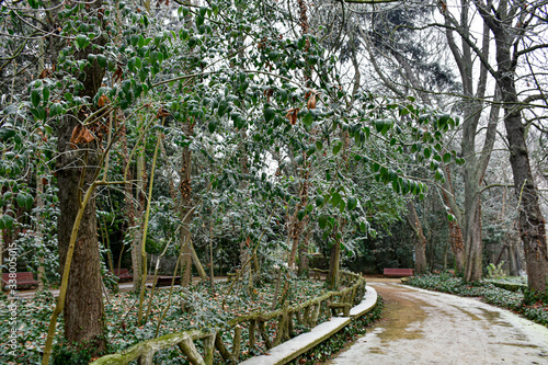 snowy walk in the park