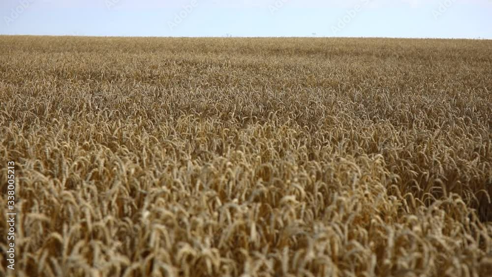 Gold field of ripe yellow wheat under blue sky, Czech republic Gold field of ripe yellow wheat under blue sky, Czech republic