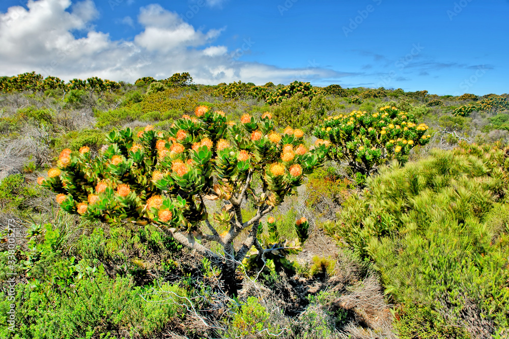 Fynbos belt of natural shrubland vegetation located in the Cape