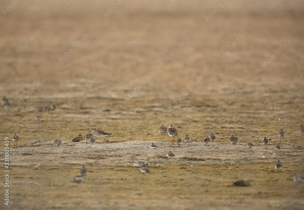 Fototapeta premium A flock of Ruffs at Asker Marsh, Bahrain