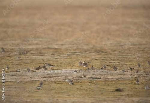 A flock of Ruffs at Asker Marsh, Bahrain