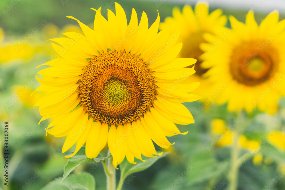 Closeup sunflower on the field, selective focus Closeup sunflower on the field, selective focus