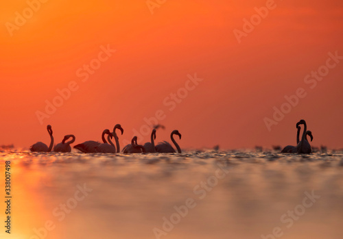Greater Flamingos and beautiful hues during sunrise at Asker coast of Bahrain
