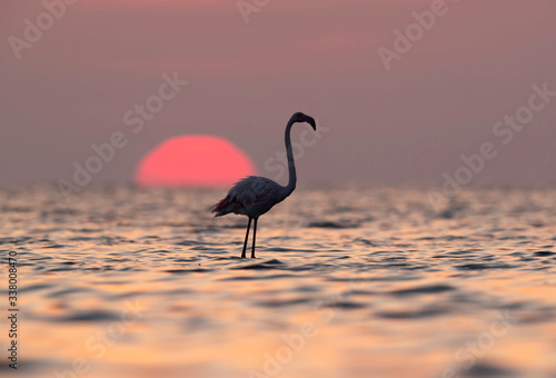 Greater Flamingos and sunrise Asker coast, Bahrain © Dr Ajay Kumar Singh