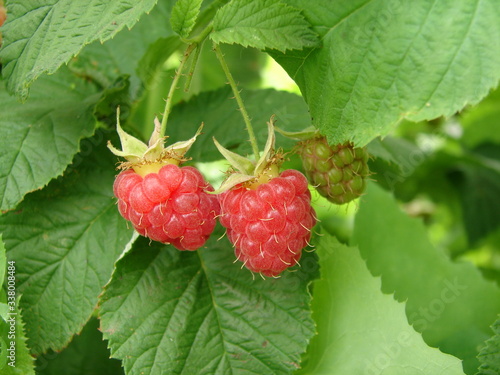 close-up of the ripe raspberry in the fruit garden