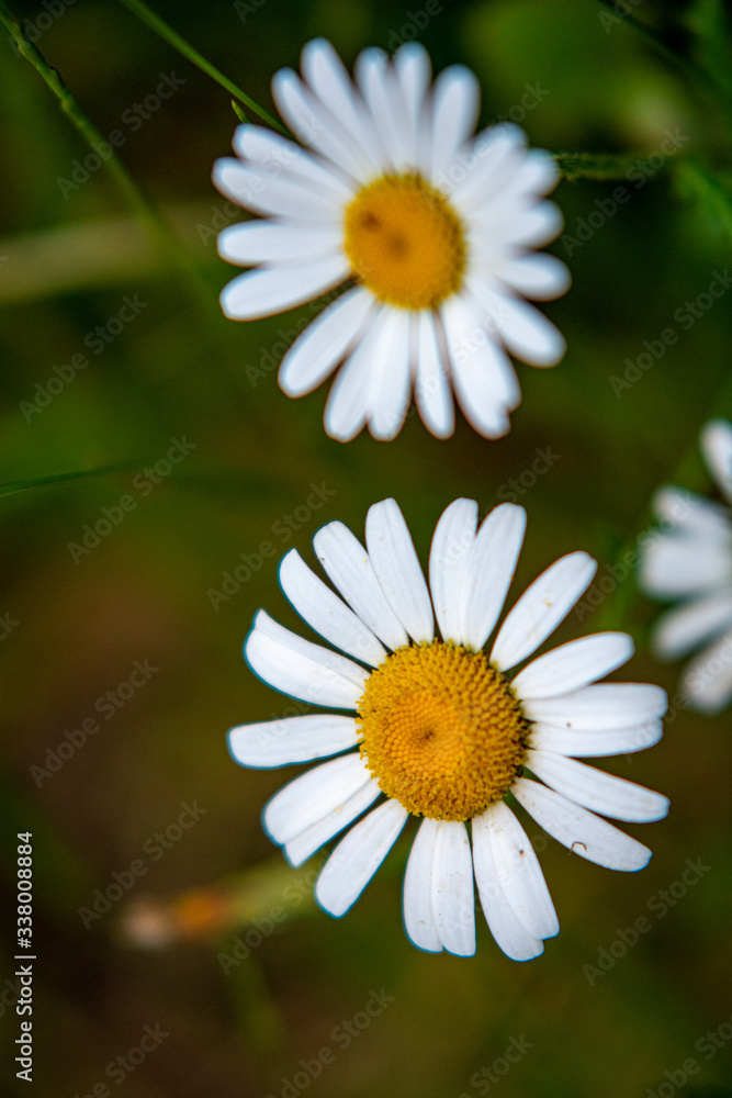 Obraz premium daisies in a green forest