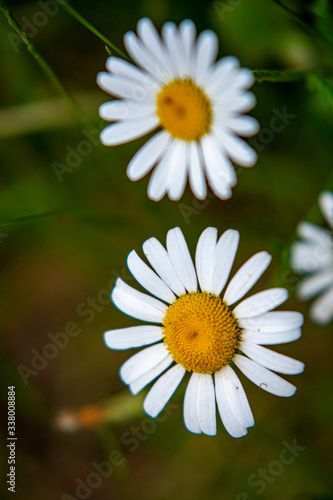 daisies in a green forest