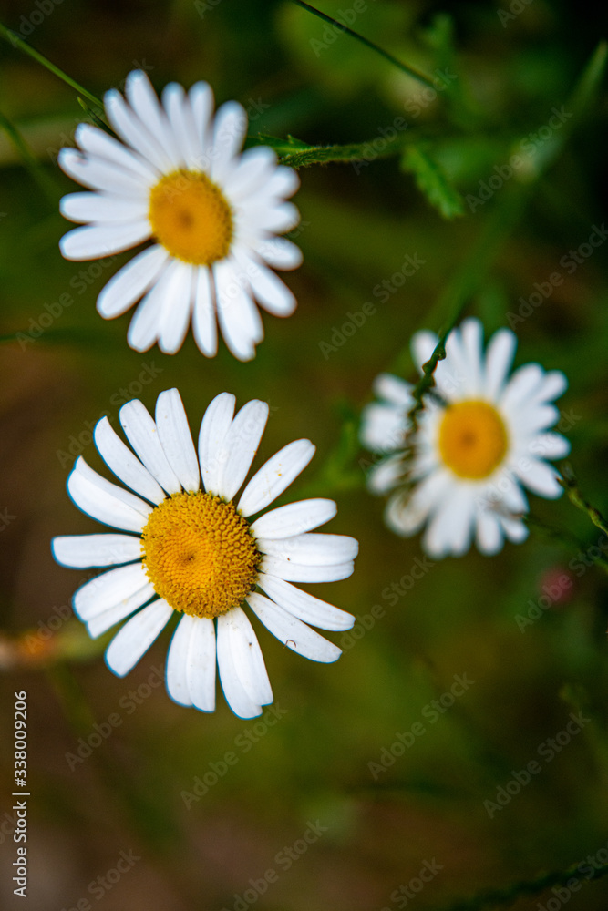 Fototapeta premium daisies in a green forest