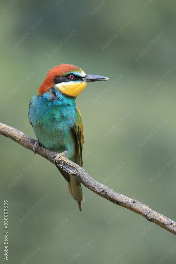 The European bee-eater (Merops apiaster) the rainbow bird perched on a branch