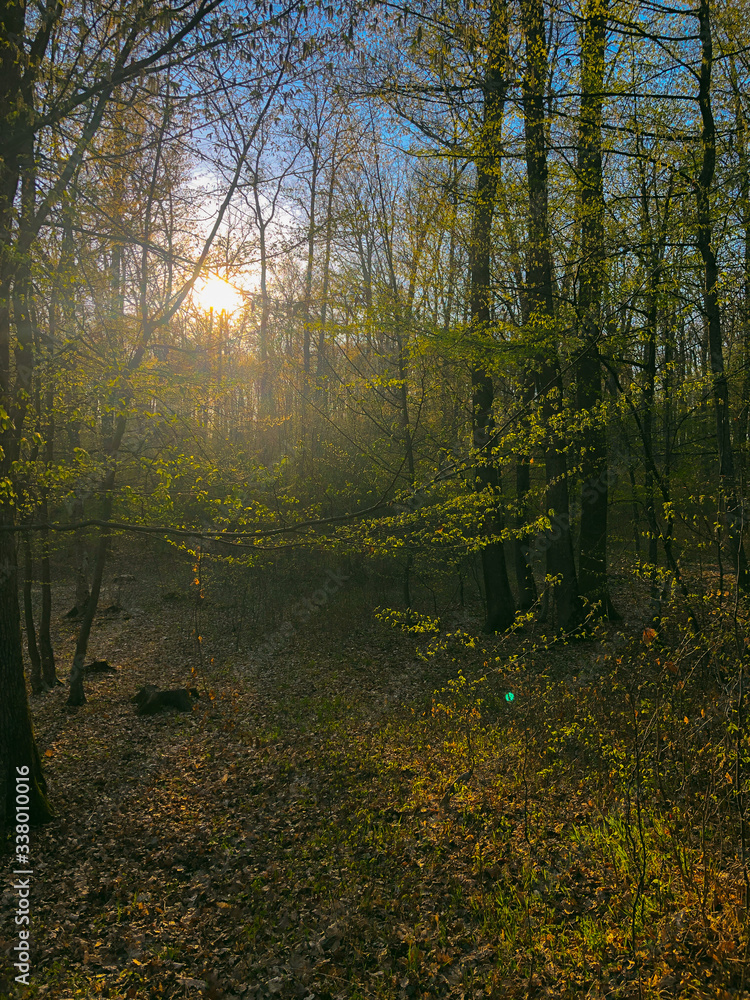 Fototapeta premium Las wiosną