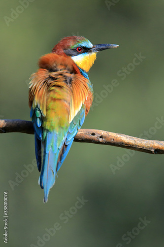 The European bee-eater (Merops apiaster) the rainbow bird perched on a branch