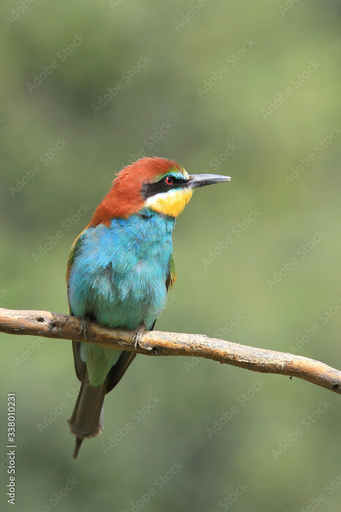The European bee-eater (Merops apiaster) the rainbow bird perched on a branch