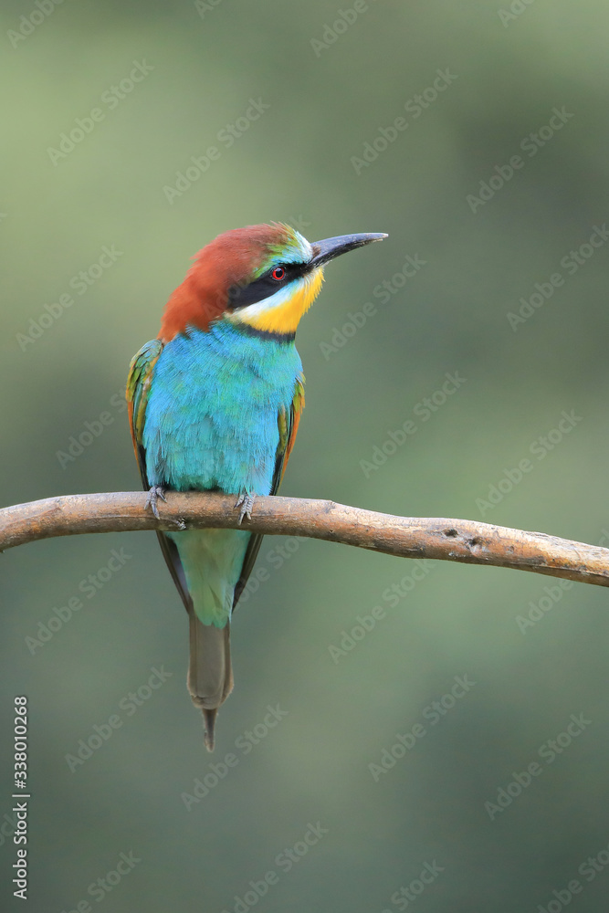 Naklejka The European bee-eater (Merops apiaster) the rainbow bird perched on a branch