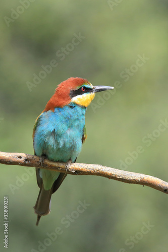 The European bee-eater (Merops apiaster) the rainbow bird perched on a branch © Ramn