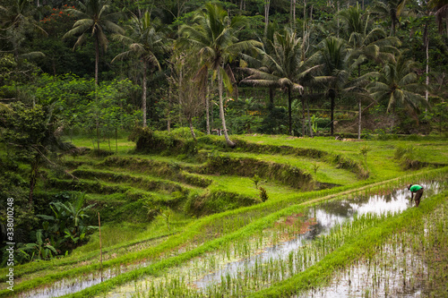 A lone farmer tending to his paddy fields in Ubud, Bali.