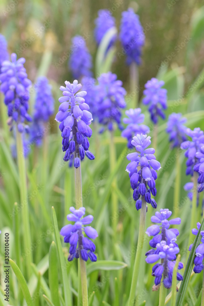floraison des muscaris floraison des muscaris