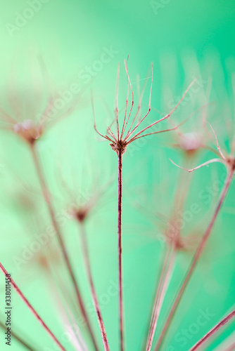 Dry plant as abstract background - macro with selective focus
