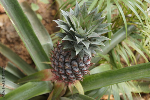 Pineapple on a spice plantation