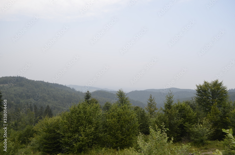 summer green forest in the mountains