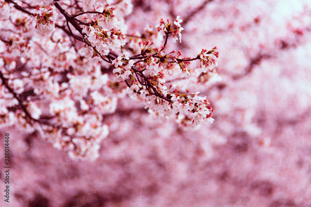 Fototapeta premium Beautiful cherry blossom sakura in spring rainy day.