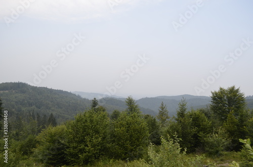 summer green forest in the mountains © slavo.slavo