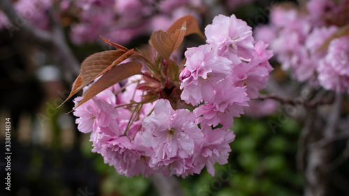 A close up shot of pink petals from a cherry blossom tree floral and summery image, all from the branches and include leaves in the crop. This colourful tree is beautiful sight in the spring colorful