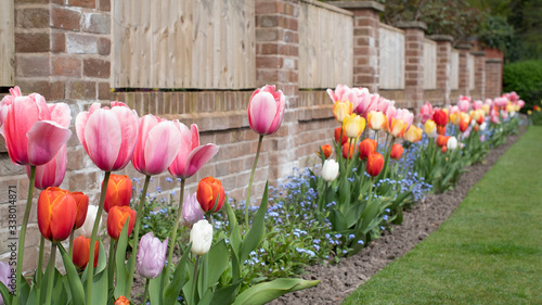 A beautiful dutch inspired tulip garden in the UK, these Tulipa are a work of art in the spring summer time making any yard display a lovely visual experience for any viewer blossoming once a year