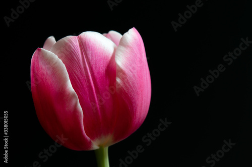 Close-up of the pink blossoms of a tulip with white edges. Isolated against a black background, with copy space.
