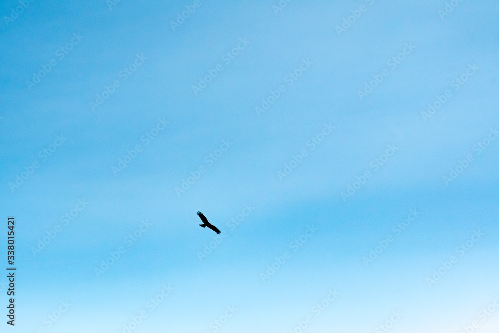 青空を飛ぶ鳶のシルエット
