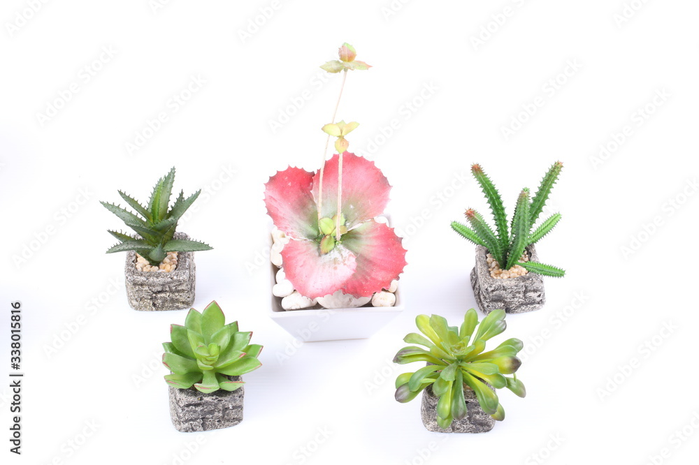Agave in pot on white background Agave in pot on white background
