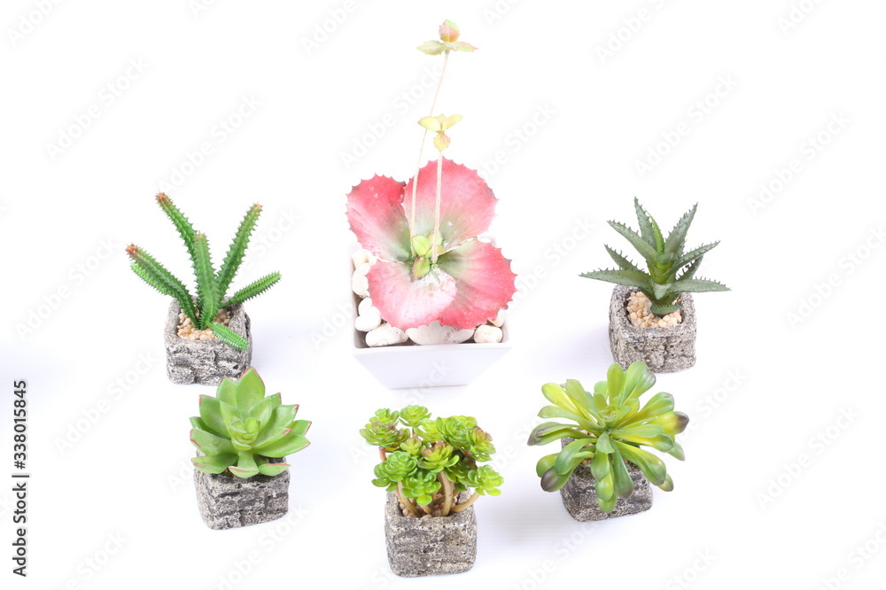 Agave in pot on white background Agave in pot on white background