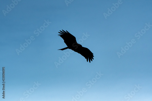 青空を飛ぶ鳶のシルエット © tkyszk