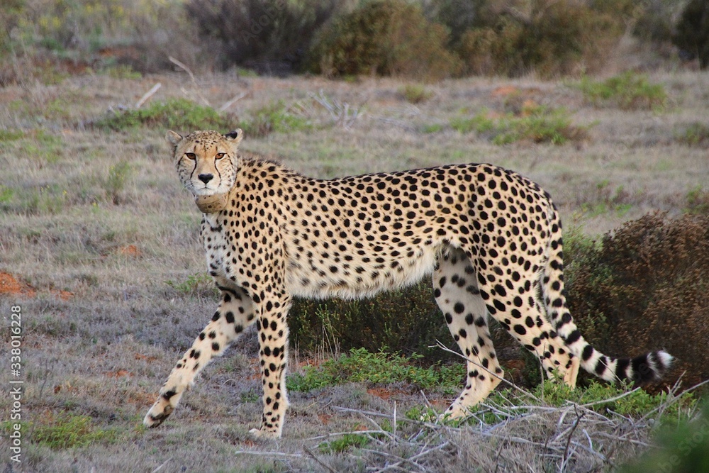 cheetah with prey cheetah with prey
