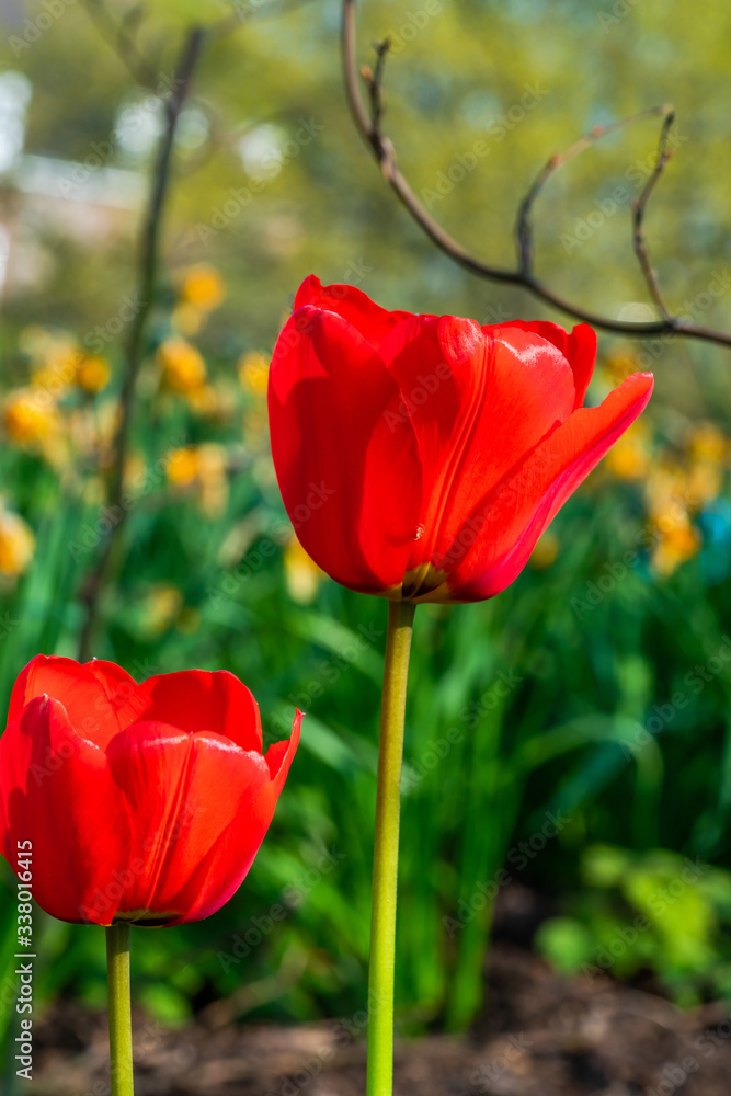 Red tulip flower - closeup with selective focus Red tulip flower - closeup with selective focus