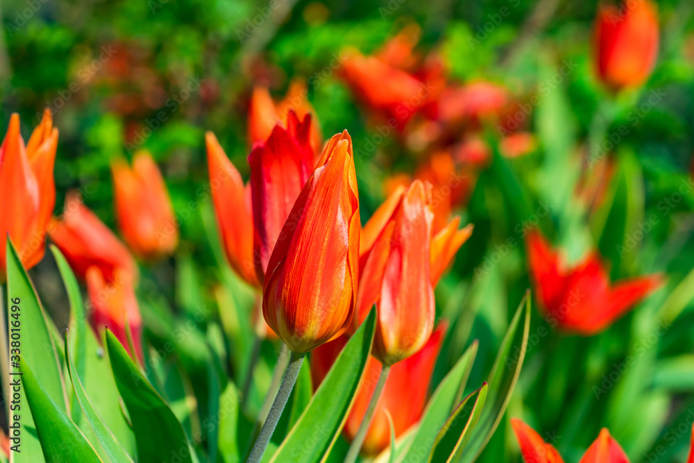 Red tulip flower - closeup with selective focus Red tulip flower - closeup with selective focus
