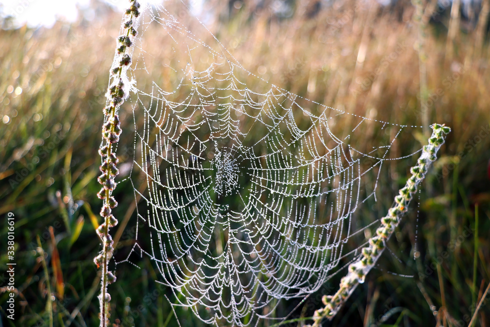 The spider web cobweb closeup background. Selective focus.