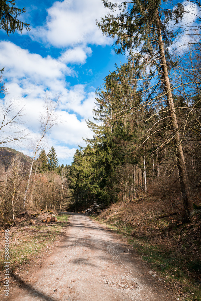 Spring road in the forest on the shore of a mountain lake in German Harz Spring road in the forest on the shore of a mountain lake in German Harz