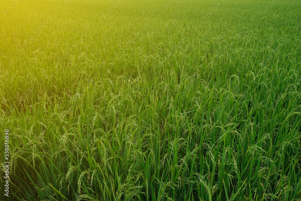 Rice field with the sun light (orange light) Rice field with the sun light (orange light)