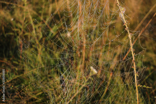 The spider web cobweb closeup background. Selective focus.