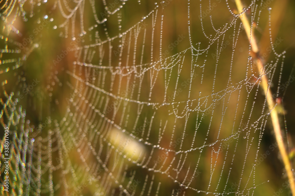 The spider web cobweb closeup background. Selective focus.