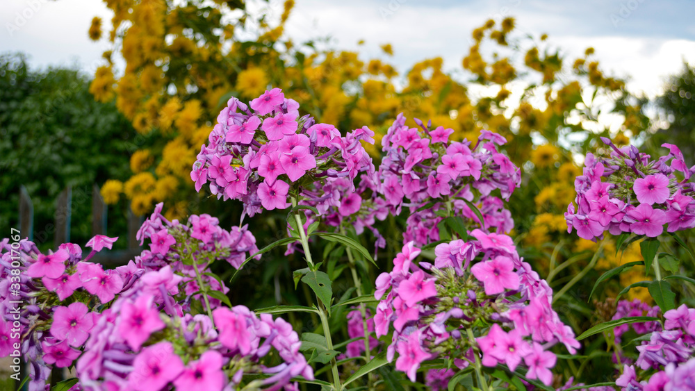 field of flowers field of flowers