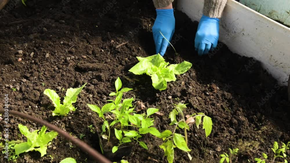 Agriculture,Seeding,Seedling,Plantation,Female hand planting. Planting tomatoes