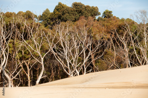 Henty Sand Dunes Tasmania photo