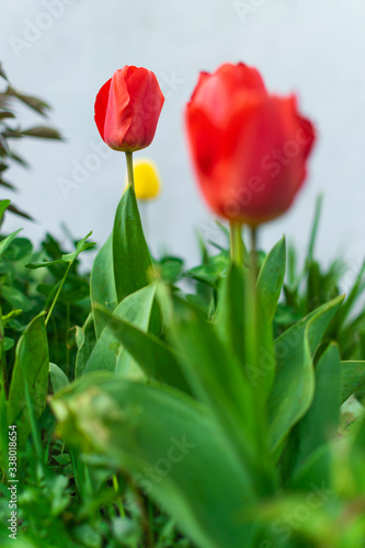 Beautiful red tulips in garden.