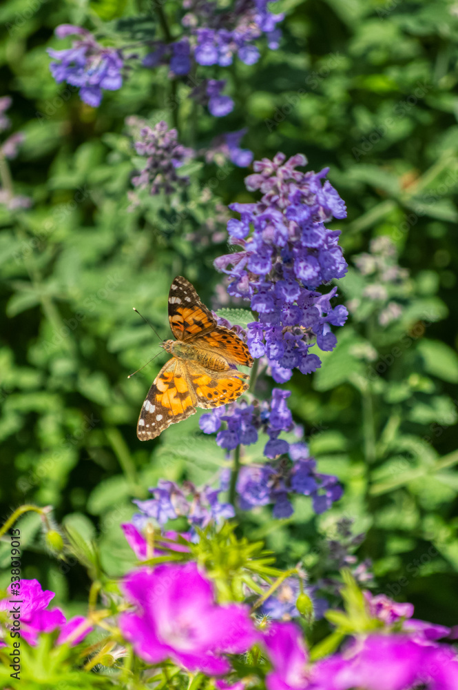 monarch butterfly on a blue flower on a Sunny summer day monarch butterfly on a blue flower on a Sunny summer day