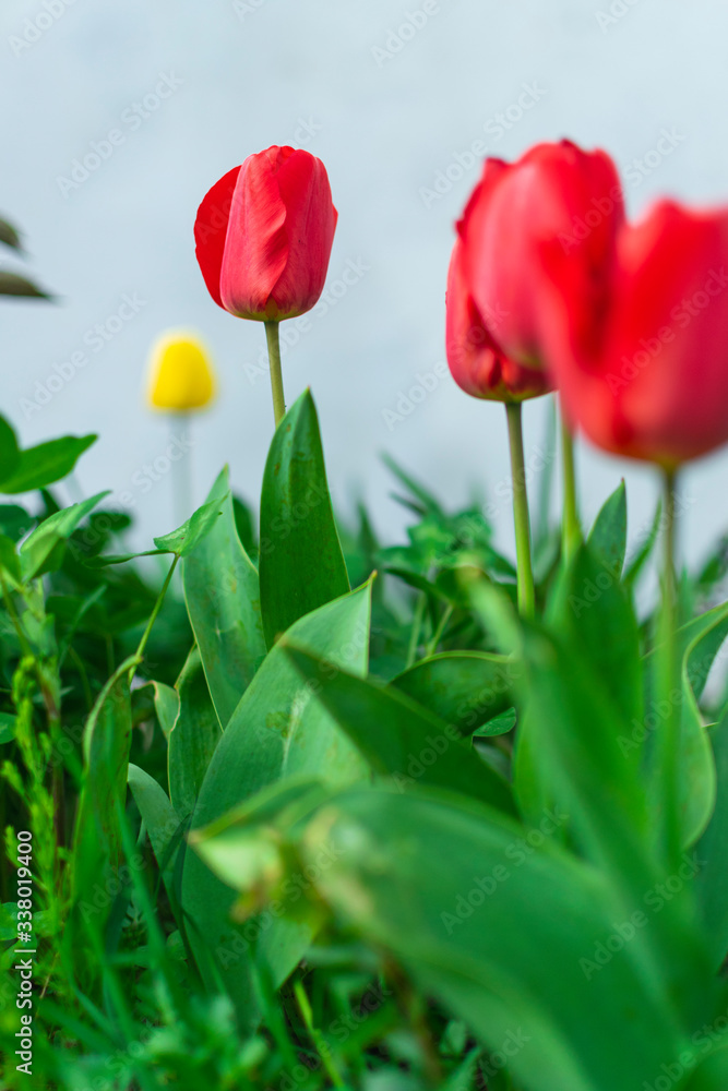 Beautiful red tulips in garden. Beautiful red tulips in garden.