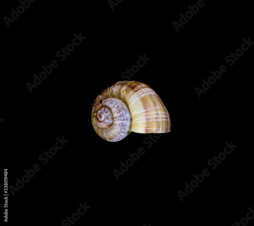 Quadro em tela cockleshell on a white background