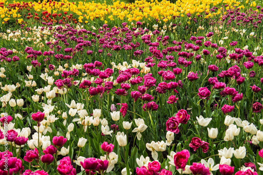 
Ukraine, Kiev, spring botanical garden